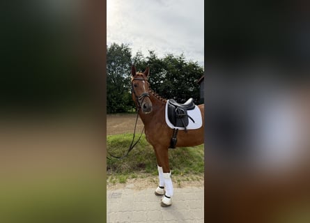 Hanoverian, Mare, 4 years, 16.2 hh, Chestnut-Red