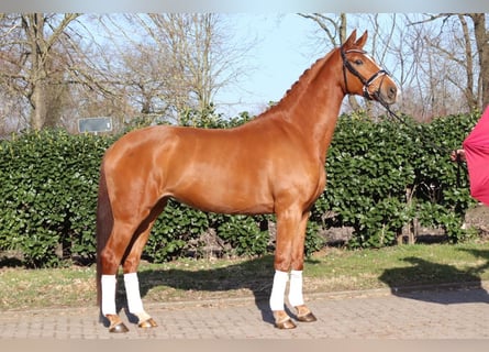 Hanoverian, Mare, 4 years, 16.2 hh, Chestnut-Red