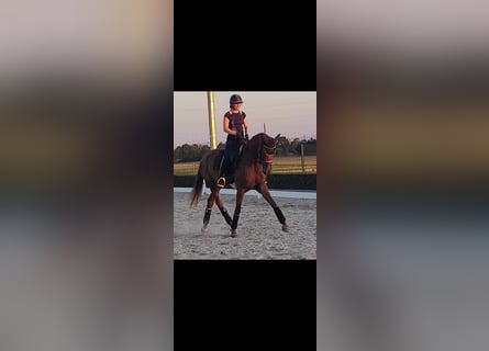 Hannoveraner, Stute, 4 Jahre, 16,2 hh