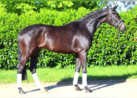 Hanoverian, Mare, 4 years, 16.2 hh, Smoky-Black