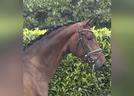Hanoverian, Mare, 4 years, 16.3 hh, Brown