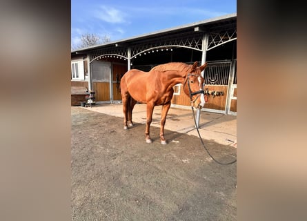 Hanoverian, Mare, 4 years, 16,3 hh, Chestnut-Red