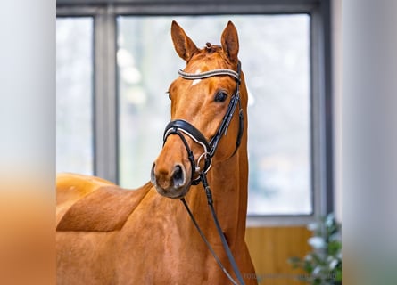 Hanoverian, Mare, 4 years, 16.3 hh, Chestnut-Red