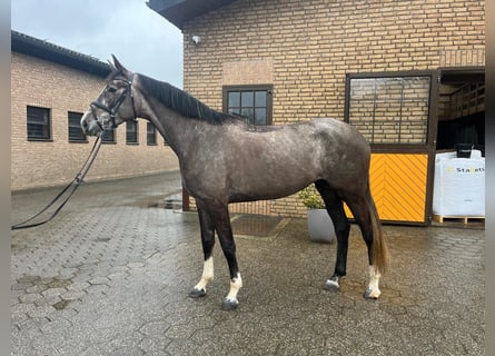 Hanoverian, Mare, 4 years, 16.3 hh, Grey