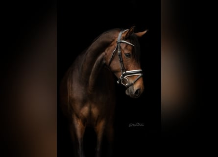 Hanoverian, Mare, 4 years, 16 hh, Bay-Dark