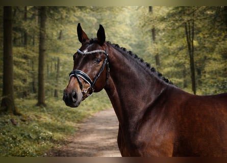 Hanoverian, Mare, 4 years, 16 hh, Bay-Dark