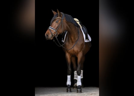 Hanoverian, Mare, 4 years, 16 hh, Bay-Dark