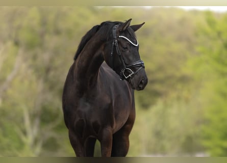 Hanoverian, Mare, 4 years, 16 hh, Bay-Dark
