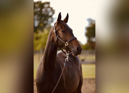 Hanoverian, Mare, 4 years, 16 hh, Bay-Dark