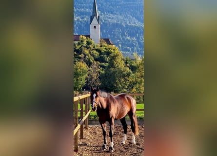 Hanoverian, Mare, 4 years, 16 hh, Bay-Dark