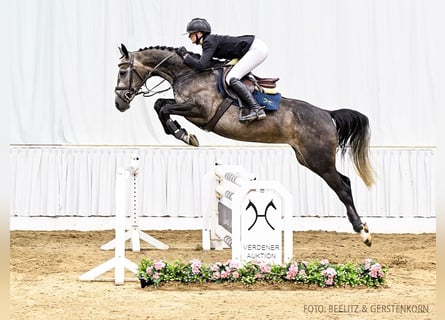 Hanoverian, Mare, 4 years, 16 hh, Bay-Dark