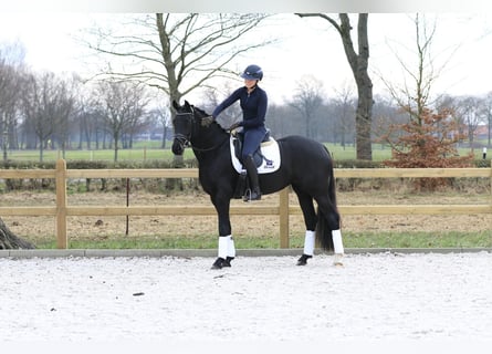 Hanoverian, Mare, 4 years, 16 hh, Black