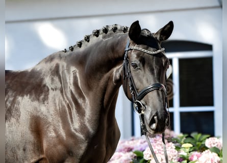 Hanoverian, Mare, 4 years, 16 hh, Black