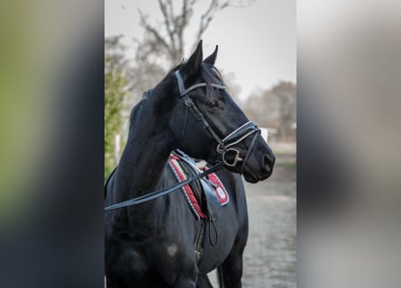 Hanoverian, Mare, 4 years, 16 hh, Black
