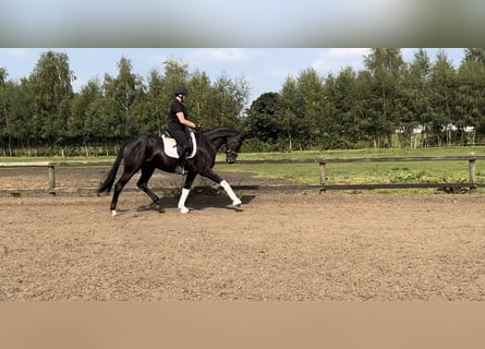 Hanoverian, Mare, 4 years, 16 hh, Black