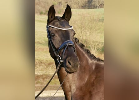 Hanoverian, Mare, 4 years, 16 hh, Black