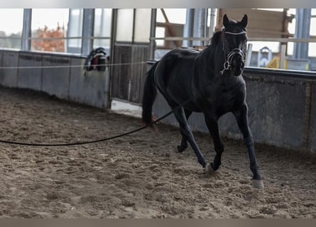 Hanoverian, Mare, 4 years, 16 hh, Black