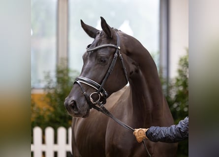 Hanoverian, Mare, 4 years, 16 hh, Black