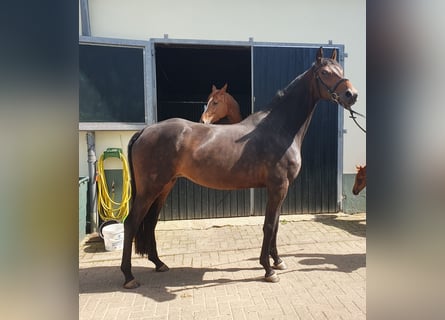 Hanoverian, Mare, 4 years, 16 hh, Brown