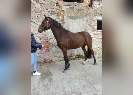 Hanoverian, Mare, 4 years, 16 hh, Brown