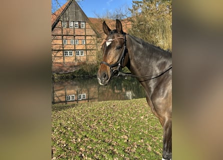 Hanoverian, Mare, 4 years, 16 hh, Brown