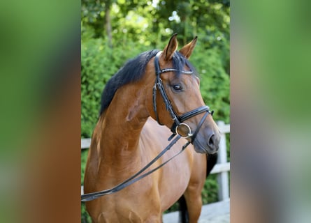 Hanoverian, Mare, 4 years, 16 hh, Brown