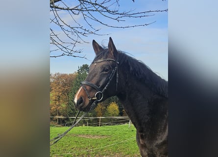 Hanoverian, Mare, 4 years, 16 hh, Brown