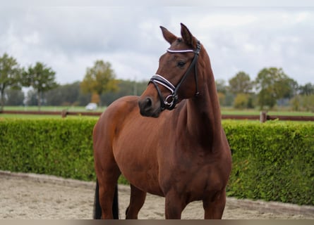 Hanoverian, Mare, 4 years, 16 hh, Brown