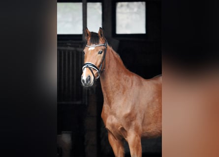 Hanoverian, Mare, 4 years, 16 hh, Brown