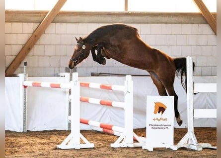 Hanoverian, Mare, 4 years, 16 hh, Brown