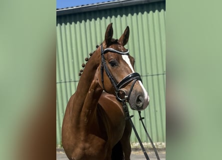 Hanoverian, Mare, 4 years, 16 hh, Chestnut