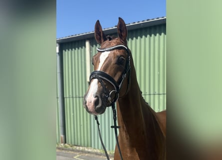 Hanoverian, Mare, 4 years, 16 hh, Chestnut