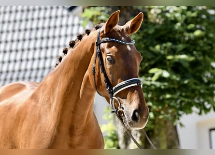 Hanoverian, Mare, 4 years, 16 hh, Chestnut-Red