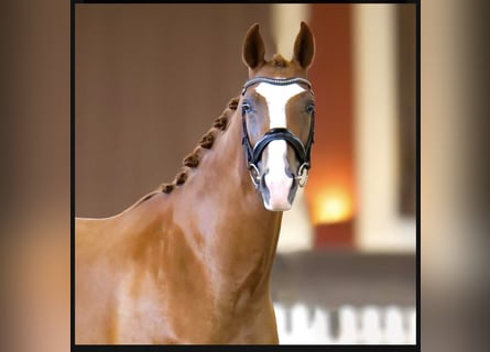 Hanoverian, Mare, 4 years, 16 hh, Chestnut-Red