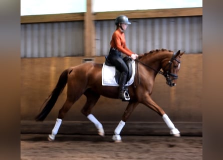 Hanoverian, Mare, 4 years, 16 hh, Chestnut-Red