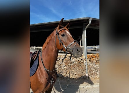 Hanoverian, Mare, 4 years, 16 hh, Chestnut-Red