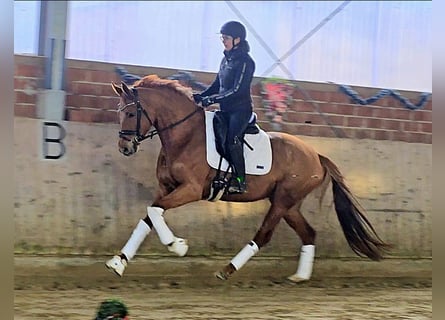 Hanoverian, Mare, 4 years, 16 hh, Chestnut-Red