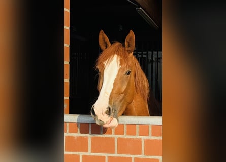 Hanoverian, Mare, 4 years, 16 hh, Chestnut-Red