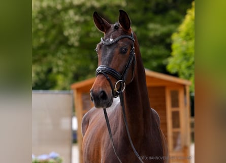 Hanoverian, Mare, 4 years, 16 hh, Gray