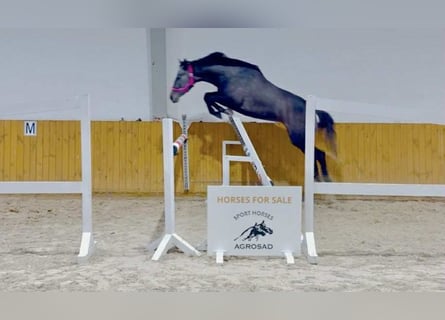 Hanoverian, Mare, 4 years, 16 hh, Grey