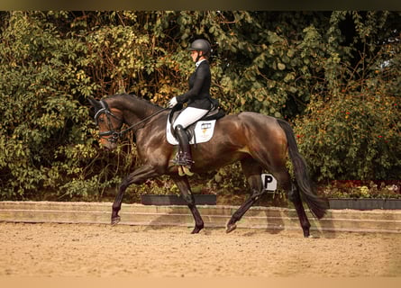 Hanoverian, Mare, 4 years, 16,1 hh, Bay-Dark