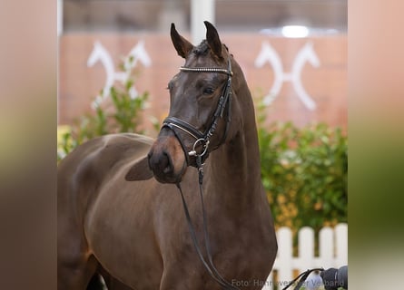 Hanoverian, Mare, 4 years, 16,1 hh, Bay-Dark