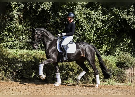 Hanoverian, Mare, 4 years, 16,1 hh, Black