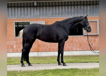 Hanoverian, Mare, 4 years, 16,1 hh, Black