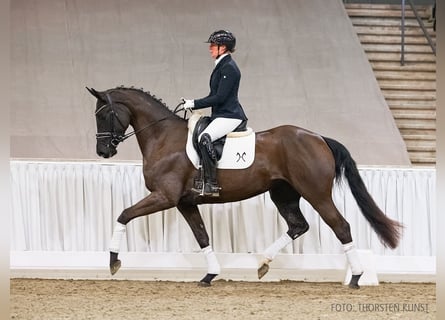 Hanoverian, Mare, 4 years, 16,1 hh, Black