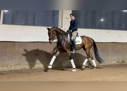 Hanoverian, Mare, 4 years, 16,1 hh, Brown