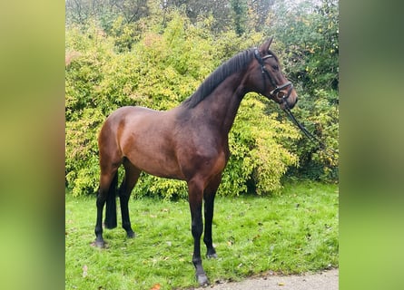Hanoverian, Mare, 4 years, 16,1 hh, Brown