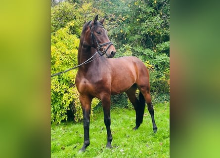 Hanoverian, Mare, 4 years, 16,1 hh, Brown Hanoverian, Mare, 4 years, 16,1 hh, Brown