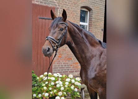 Hanoverian, Mare, 4 years, 16,1 hh, Brown