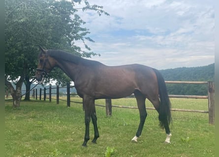 Hanoverian, Mare, 4 years, 16,1 hh, Brown